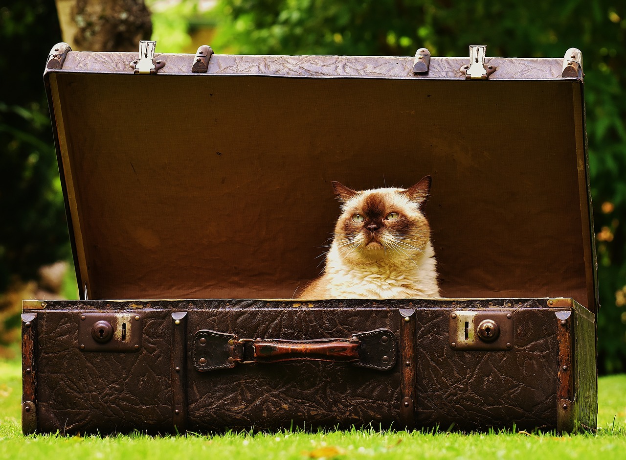 Cat in Luggage